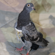 Illustration for article titled Is This Your Bedazzled Pigeon?